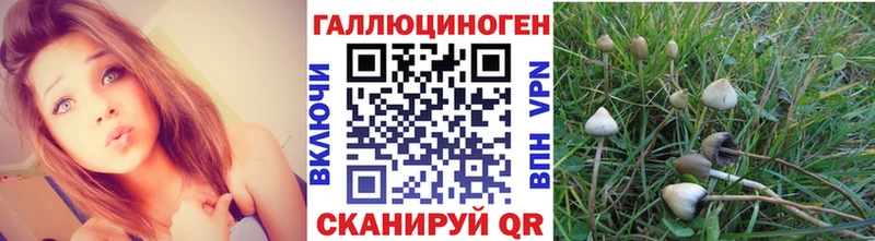 Галлюциногенные грибы Psilocybe  купить наркоту  Спасск 
